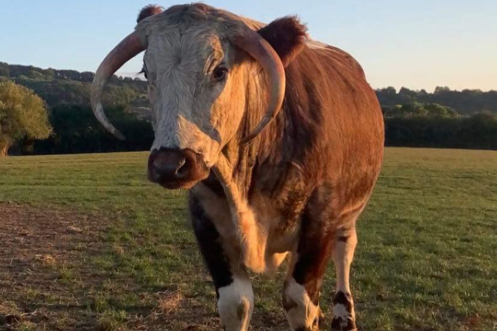 An English Longhorn bull